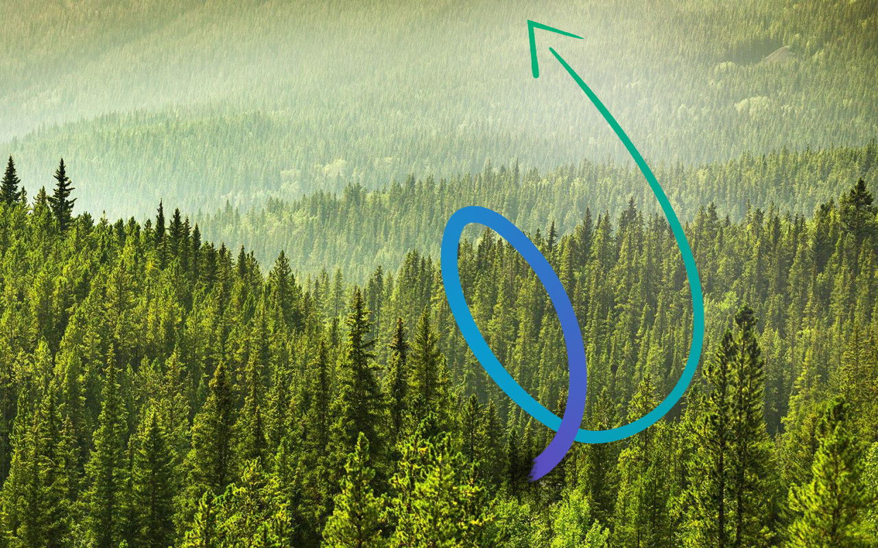 image of green forest