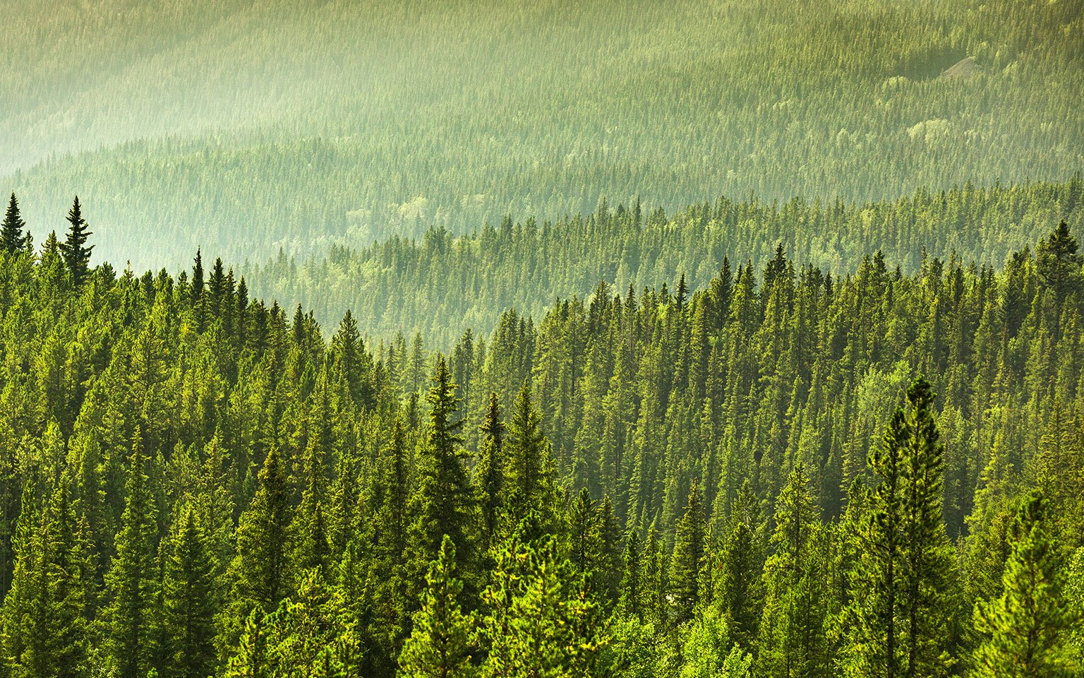 image of green forest