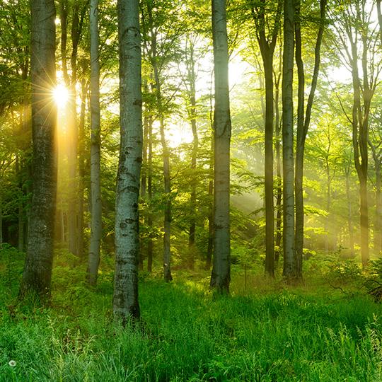 Meeting and exceeding customer needs shot of sun through trees in a forest