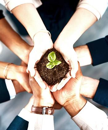 hands holding a plant in soil